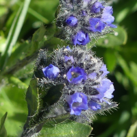 veronica_alpina7mv (Veronica alpina)