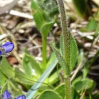 veronica_bellidioides3mv (Veronica bellidioides)