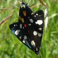 callimorpha_dominula7mv (Callimorpha dominula)