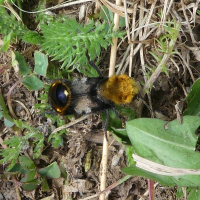 Emus hirtus (Staphylin bourdon)