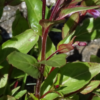 epilobium_alsinifolium5mv (Epilobium alsinifolium)