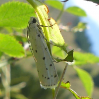 Myelois circumvoluta (Myélophile tamis, Phycide des chardons)