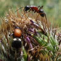 Myrmilla capitata (Fourmi de velours (Velvet-ant))