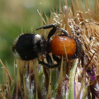 myrmilla_capitata2mv (Myrmilla capitata)