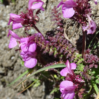 pedicularis_kerneri3mv (Pedicularis kerneri)