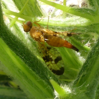 Xyphosia miliaria (Mouche des chardons)