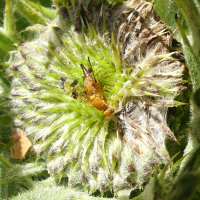 xyphosia_miliaria2mv (Xyphosia miliaria)