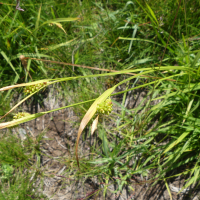 Carex pallescens (Laîche pâle)