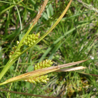 carex_pallescens2mvjpg (Carex pallescens)