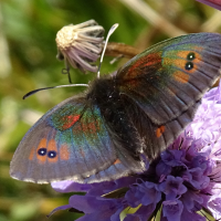 erebia_cassioides5mv (Erebia cassioides)