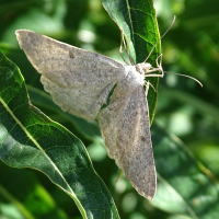 Gnophos obfuscata (Gnophos trompée)