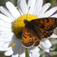 melitaea_aurelia2mv (Melitaea aurelia)