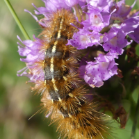 Erebidae Arctiinae (ex Arctiidae) parasita (Ocnogyne des Alpes, Écaille tiretée)