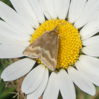Pyrausta aerealis (Pyrauste olivacée)