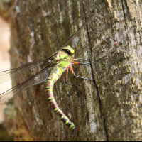 aeschna_cyanea5bd (Aeshna (Aeschna) cyanea)