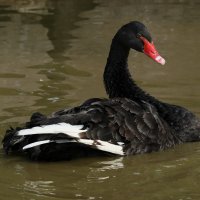 Cygnus atratus (Cygne noir)