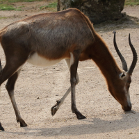 damaliscus_pygargus3md (Damaliscus pygargus)