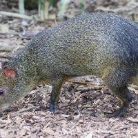 dasyprocta_azarae3md (Dasyprocta azarae)