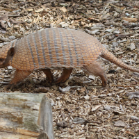 euphractus_sexcinctus3md (Euphractus sexcinctus)