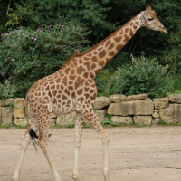 giraffa_camelopardalis_antiquorum1bd (Giraffa camelopardalis)