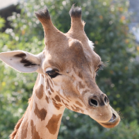 giraffa_camelopardalis_antiquorum2md (Giraffa camelopardalis)