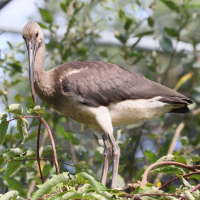 ibis_rouge_-_eudocimus_ruber6md (Eudocimus ruber)