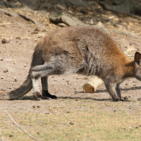 macropus_rufus6md (Macropus rufus)