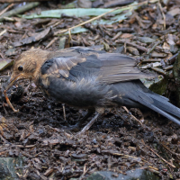merle_noir_-_turdus_merula12md (Turdus merula)