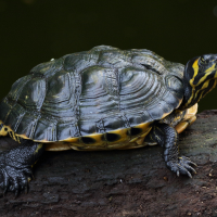 trachemys_scropta7md (Trachemys scripta)