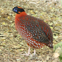 tragopan_de_temminck_-_tragopan_temminckii1bd (Tragopan temminckii)