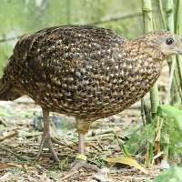 tragopan_de_temminck_-_tragopan_temminckii2bd (Tragopan temminckii)