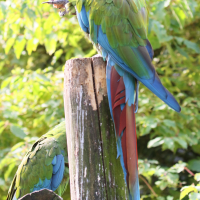 Ara militaris (Ara militaire)