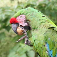 ara_militaire_-_ara_militaris4md (Ara militaris)