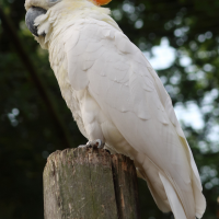 Cacatua sulphurea ssp. citrinocristata (Cacatoès à huppe orange)