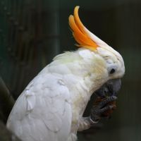 cacatoes_a_huppe_orange_-_cacatua_sulphurea_citrinocristata2md (Cacatua sulphurea ssp. citrinocristata)