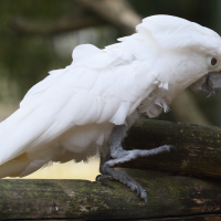 Cacatua alba (Cacatoès blanc)