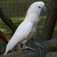 cacatoes_des_moluques_-_cacatua_moluccensis3md (Cacatua moluccensis)