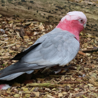 cacatoes_rosalbin_-_eolophus_roseicapilla2bd (Eolophus roseicapilla)
