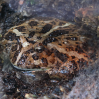 Ceratophrys cranwelli (Grenouille cornue de Cranwell)