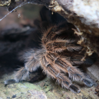 Grammostola rosea (Mygale rose du Chili)