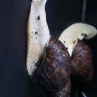 lissachatina_fulica5md (Lissachatina fulica)
