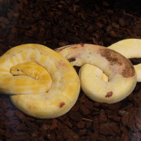 python_molurus3md (Python molurus)