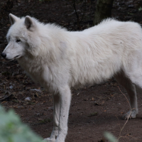 canis_lupus_arctos1md (Canis lupus)