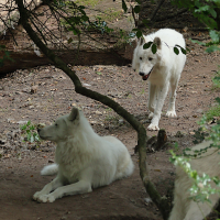 canis_lupus_arctos2bd (Canis lupus)