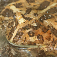 ceratophrys_cranwelli2bd (Ceratophrys cranwelli)