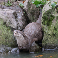 Amblonyx cinereus (Loutre asiatique)