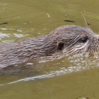 amblonyx_cinereus5md (Amblonyx cinereus)