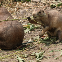Cynomys ludovicianus (Chien de prairie à queue noire)