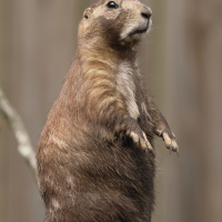 cynomys_ludovicianus2bd (Cynomys ludovicianus)