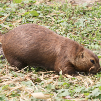 cynomys_ludovicianus5md (Cynomys ludovicianus)